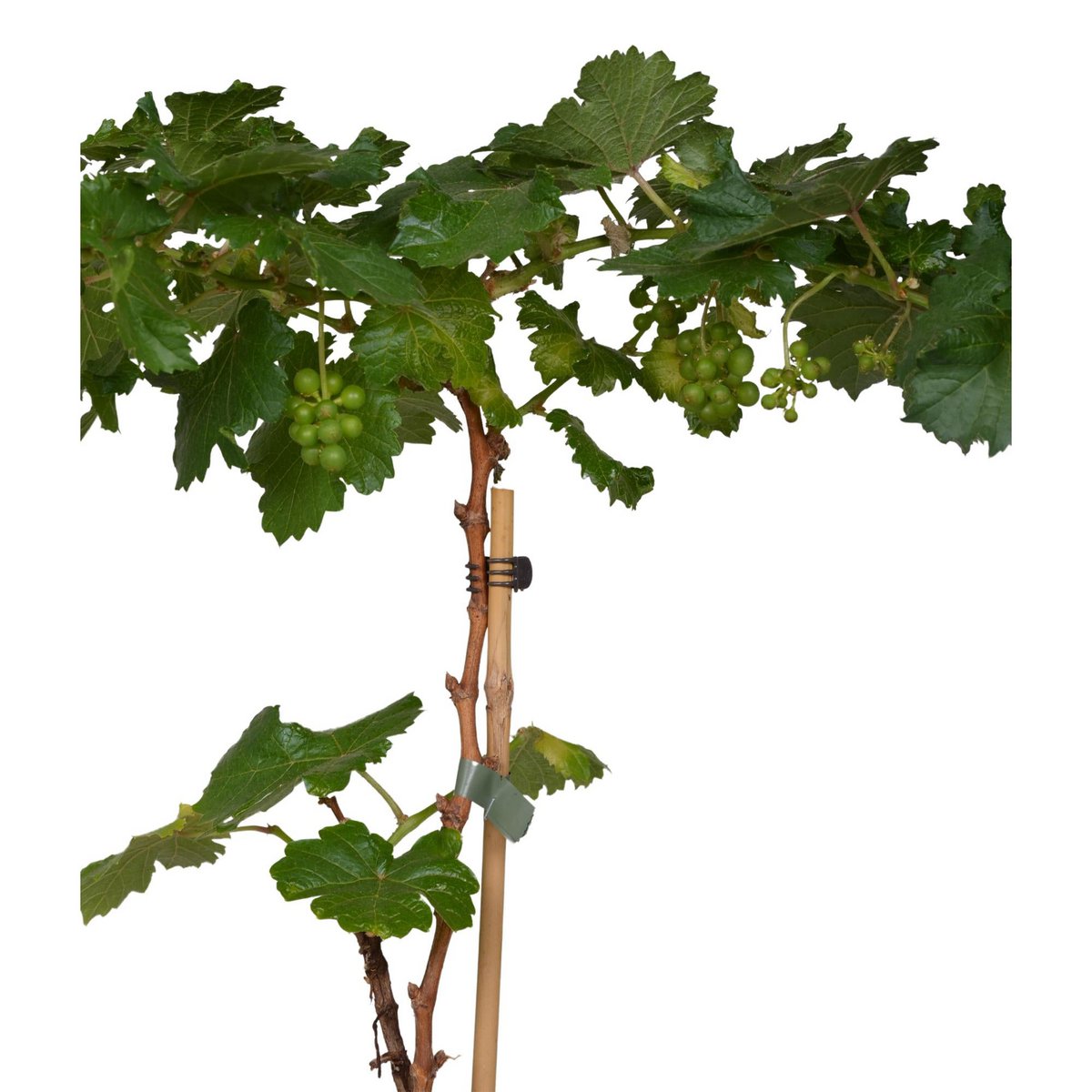 White Pixie Wine Grape – Terrace Vine Rituals, Ø14 cm × 30 cm