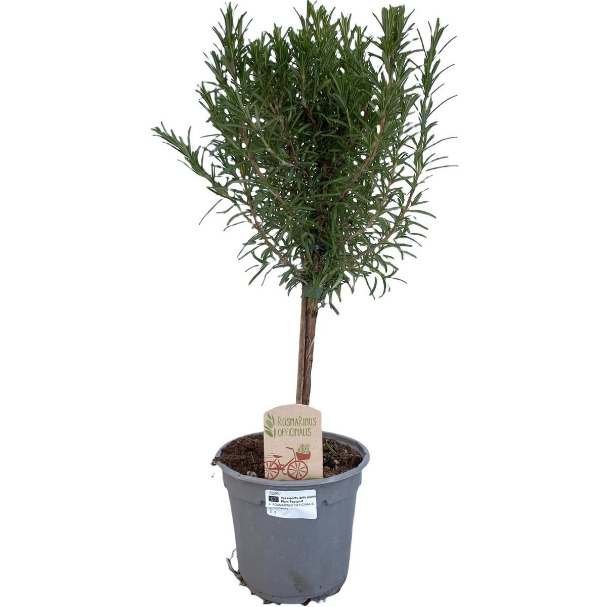 Rosemary Tree – Herbal Memories, Ø14 cm × 45 cm
