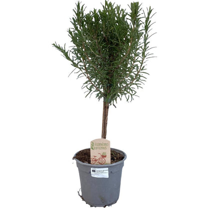 Rosemary Tree – Herbal Memories, Ø14 cm × 45 cm