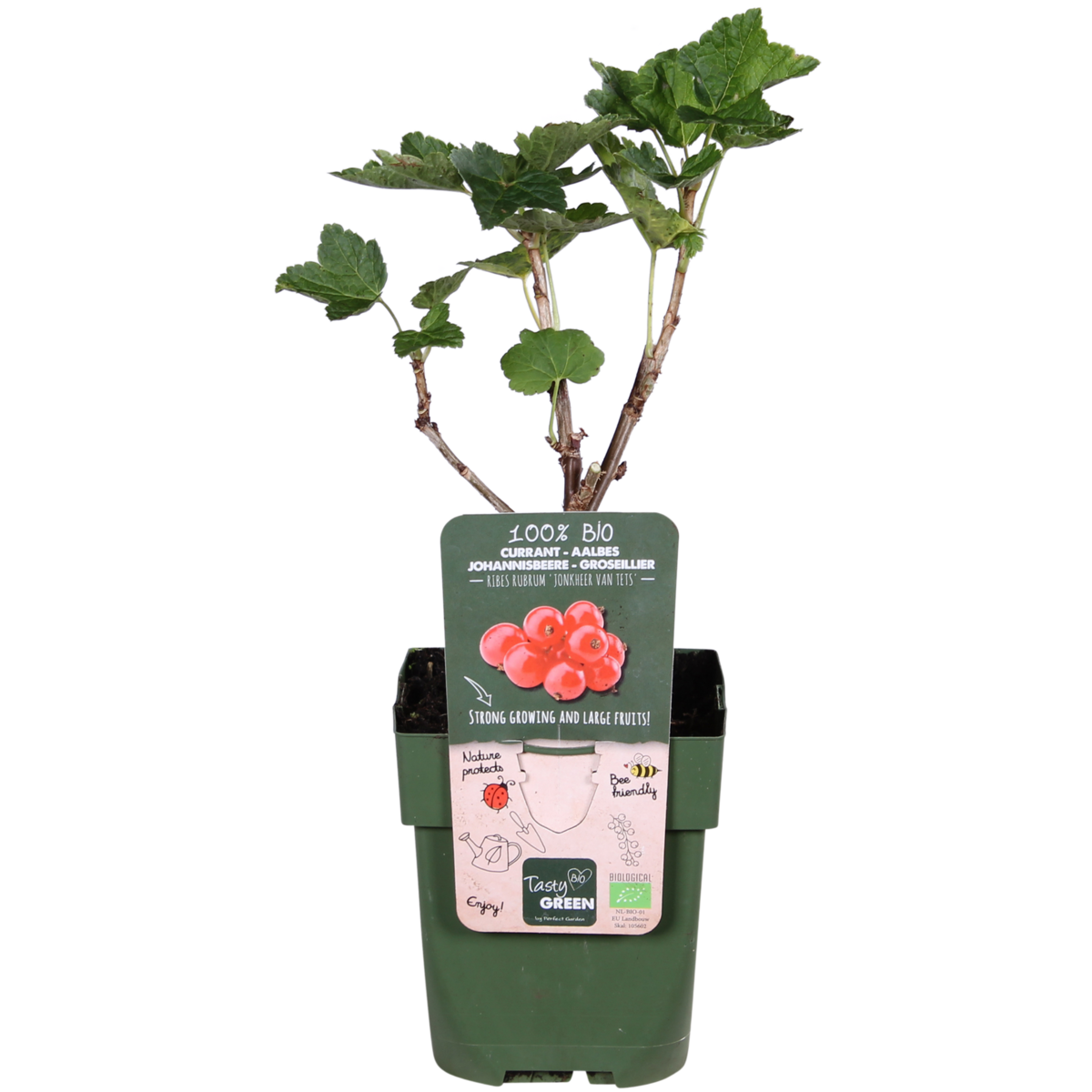 Redcurrant Shrub – Early Harvest Rituals, Ø13 cm × 45 cm