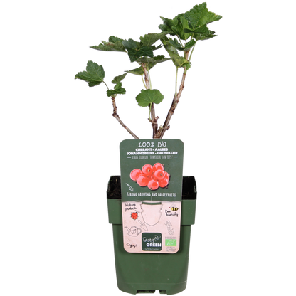 Redcurrant Shrub – Early Harvest Rituals, Ø13 cm × 45 cm