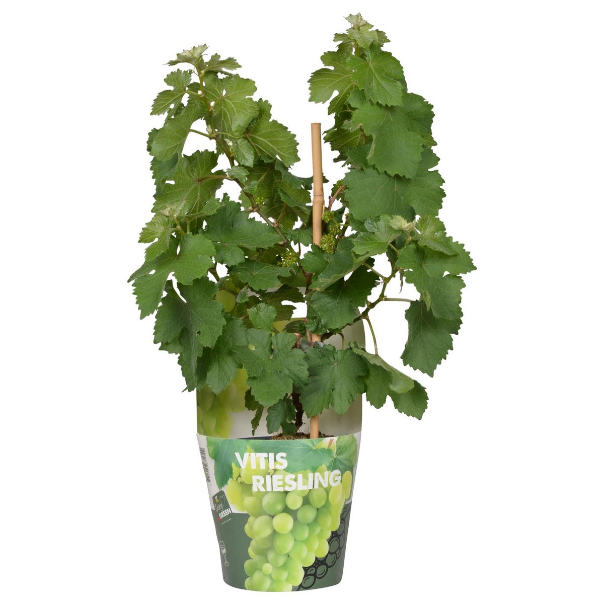 White Pixie Wine Grape – Terrace Vine Rituals, Ø14 cm × 30 cm