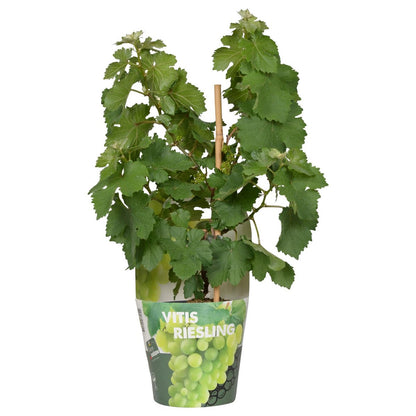 White Pixie Wine Grape – Terrace Vine Rituals, Ø14 cm × 30 cm