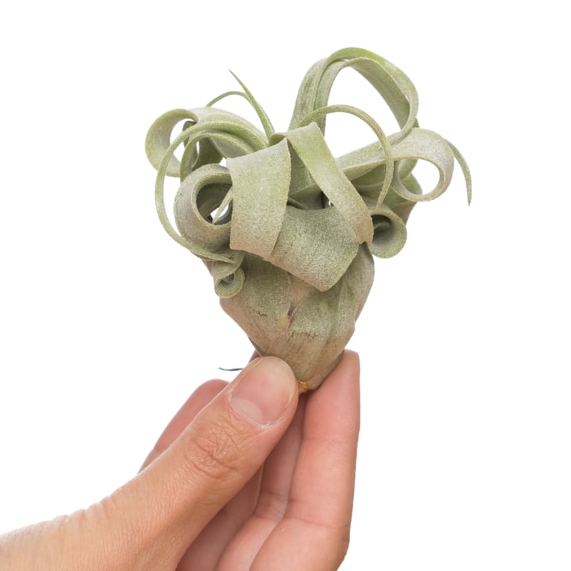 Tillandsia Streptophylla – The Curling Spirit of the Tropics, Ø6–9 cm