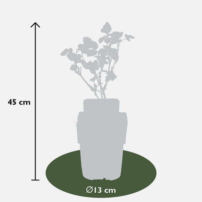 Blackberry Shrub – Thornless Harvest Ease, Ø13 cm × 45 cm