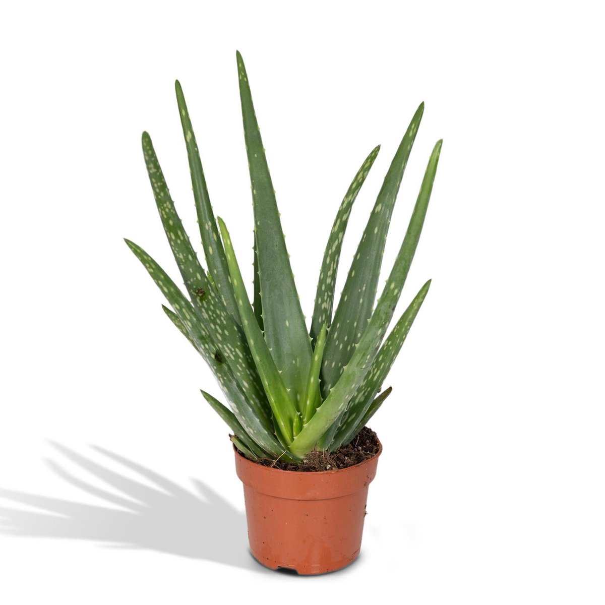 Classic Aloe Vera – Natural Strength for Ritual Spaces, Ø12 × 40 cm