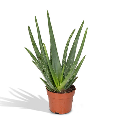 Classic Aloe Vera – Natural Strength for Ritual Spaces, Ø12 × 40 cm
