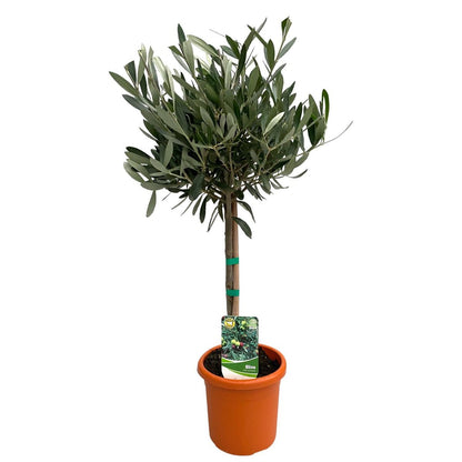 Olive Tree – Living Symbol of Peace, Ø15 cm × 60 cm