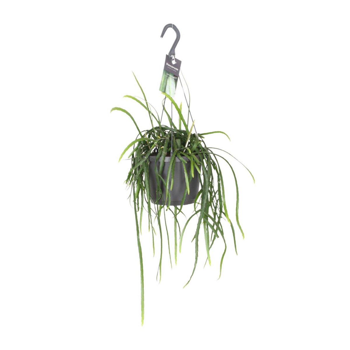 Jungle Cascade Bolivianum – Trailing Elegance for Quiet Corners, Ø7×40 cm