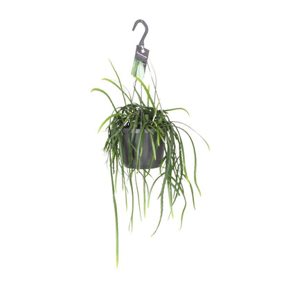 Jungle Cascade Bolivianum – Trailing Elegance for Quiet Corners, Ø7×40 cm