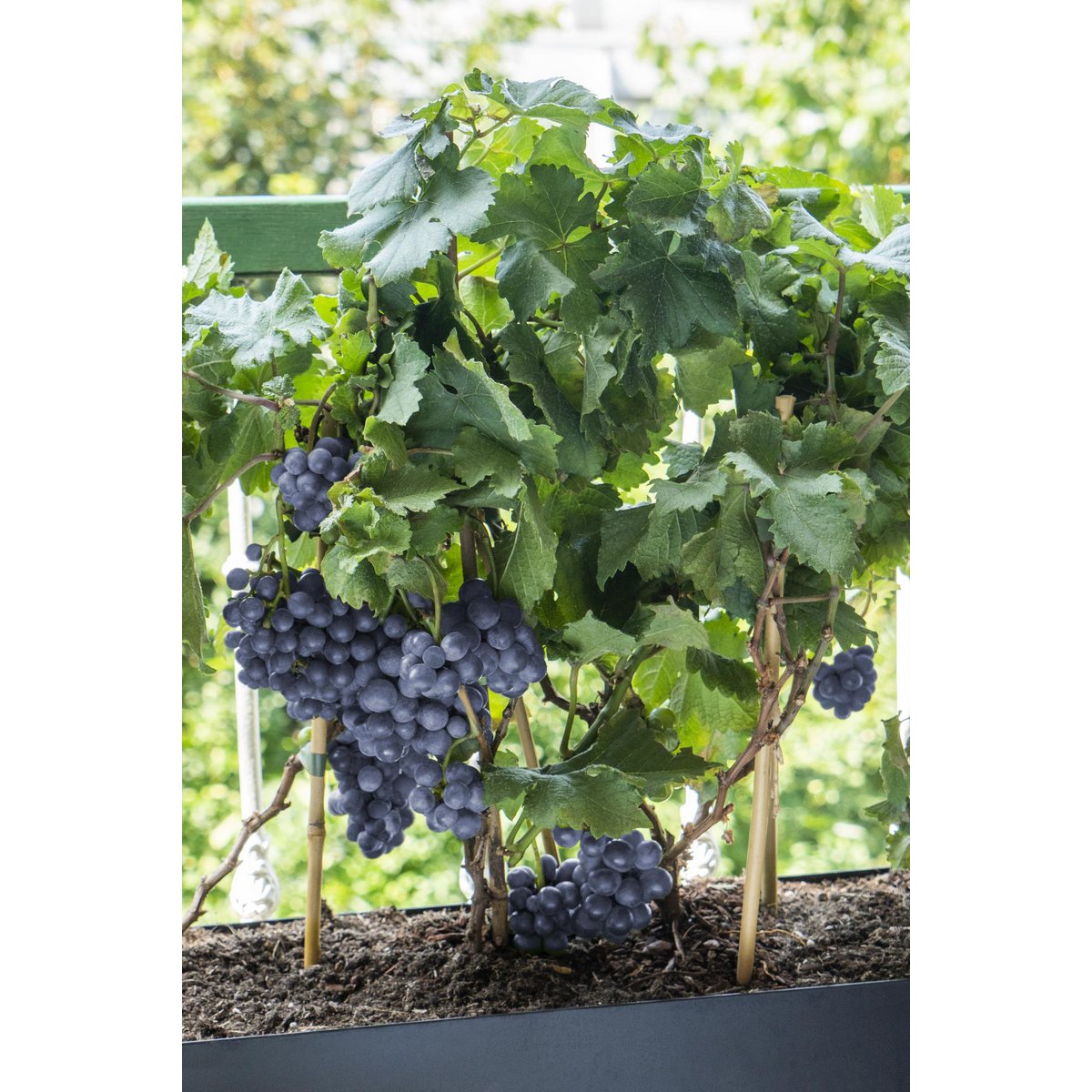 Red Dwarf Wine Grape – Terrace Mini-Vine Rituals, Ø14 cm×30 cm