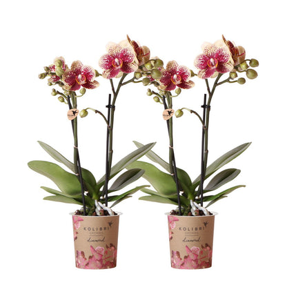 Sunfire Orchid Duo – Uplifting Presence for Energized Rooms, Ø9 cm × ±35 cm, by Kolibri Company