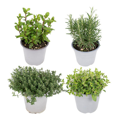 Herbal Companion Set – Set of 4, Assorted Living Green for Ritual & Kitchen, Ø14 x 10-20 cm