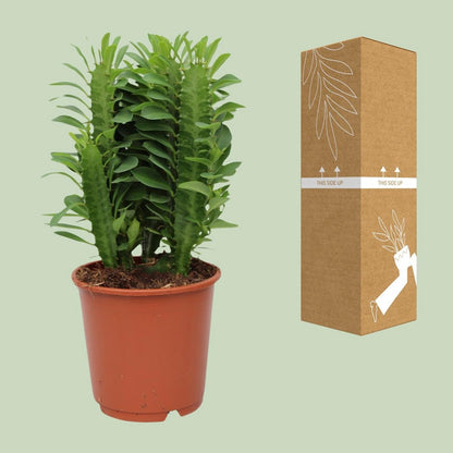 Verdant Sentinel African Milk Tree – Quiet Strength in Living Green, Ø12×40 cm