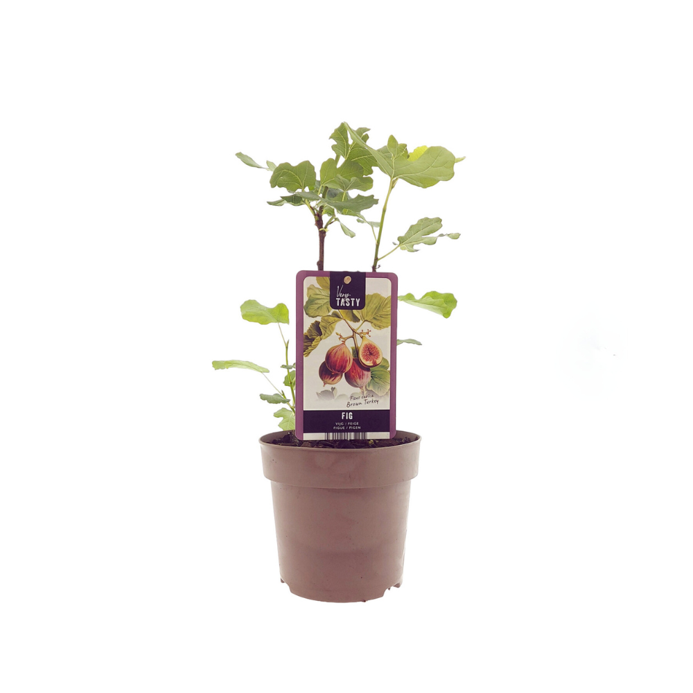 Fig Tree – Twice-Bearing Sweet Rituals, Ø15 cm × 40 cm