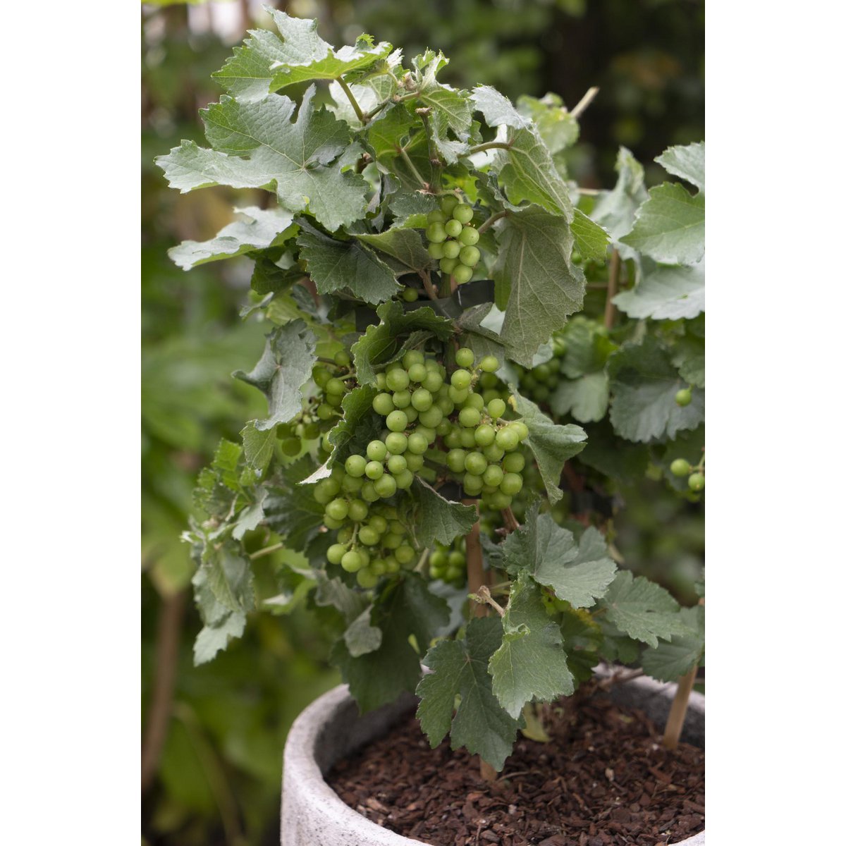 White Pixie Wine Grape – Terrace Vine Rituals, Ø14 cm × 30 cm