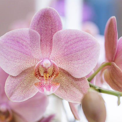 Mixed Orchid Surprise Box – Set of 4 Blooming Beauties for the Price of 3, Ø12 cm x ±45 cm