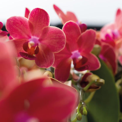 Dieprode Phalaenopsis Orchideeën – Set van 2 bloeiende kamerplanten, Ø9 cm x ±35 cm