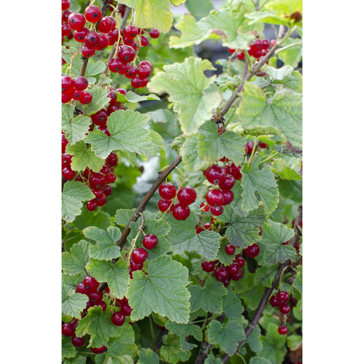 Redcurrant Shrub – Early Harvest Rituals, Ø13 cm × 45 cm