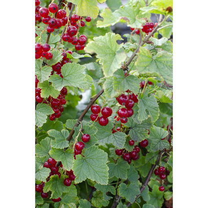 Redcurrant Shrub – Early Harvest Rituals, Ø13 cm × 45 cm