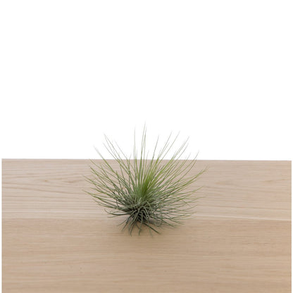 Tillandsia Andreana – Feathered Tangle from the High Andes, Ø8–10 cm