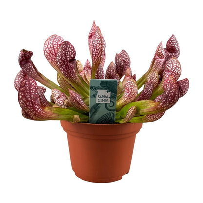Scarlet Listener Carnivorous Plant – Ritual Beauty in Still Red Form, Ø12×40 cm