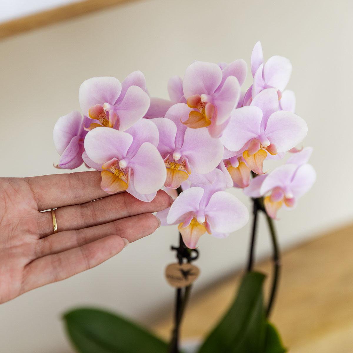 Soft Pink Orchid Duo – Graceful Blooms for Calm Interiors, Ø9 cm × ±35 cm, by Kolibri Company