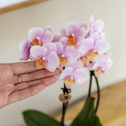 Soft Pink Orchid Duo – Graceful Blooms for Calm Interiors, Ø9 cm × ±35 cm, by Kolibri Company