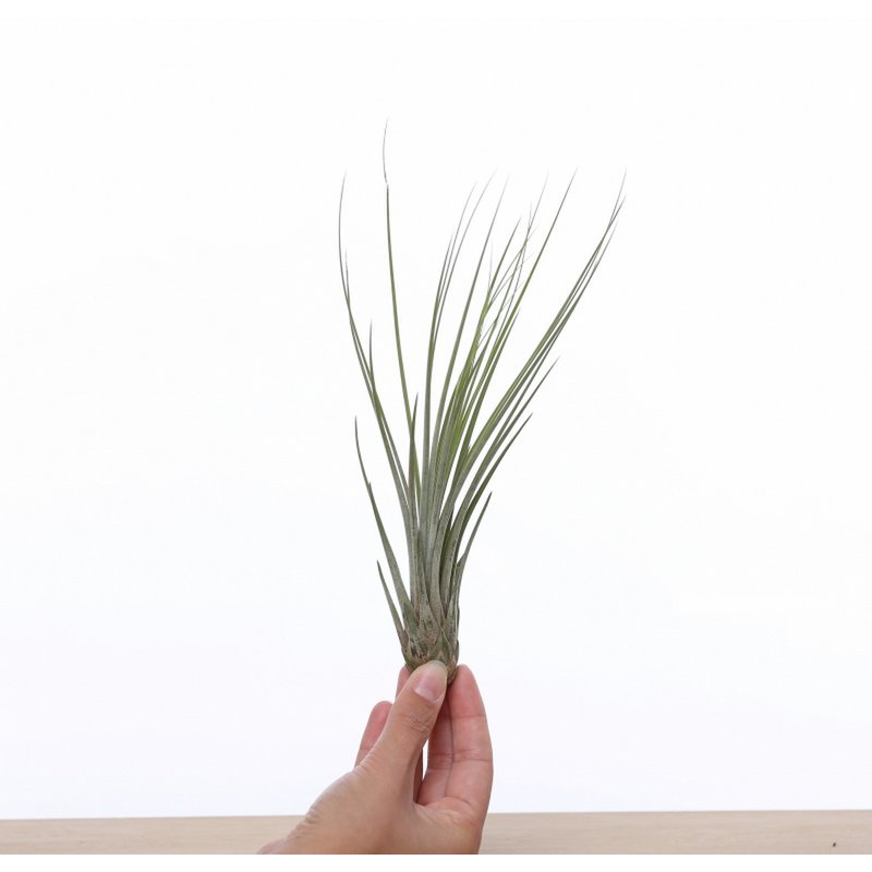 Tillandsia Juncea – Grassy Canyon Sentinel, 15–20 cm