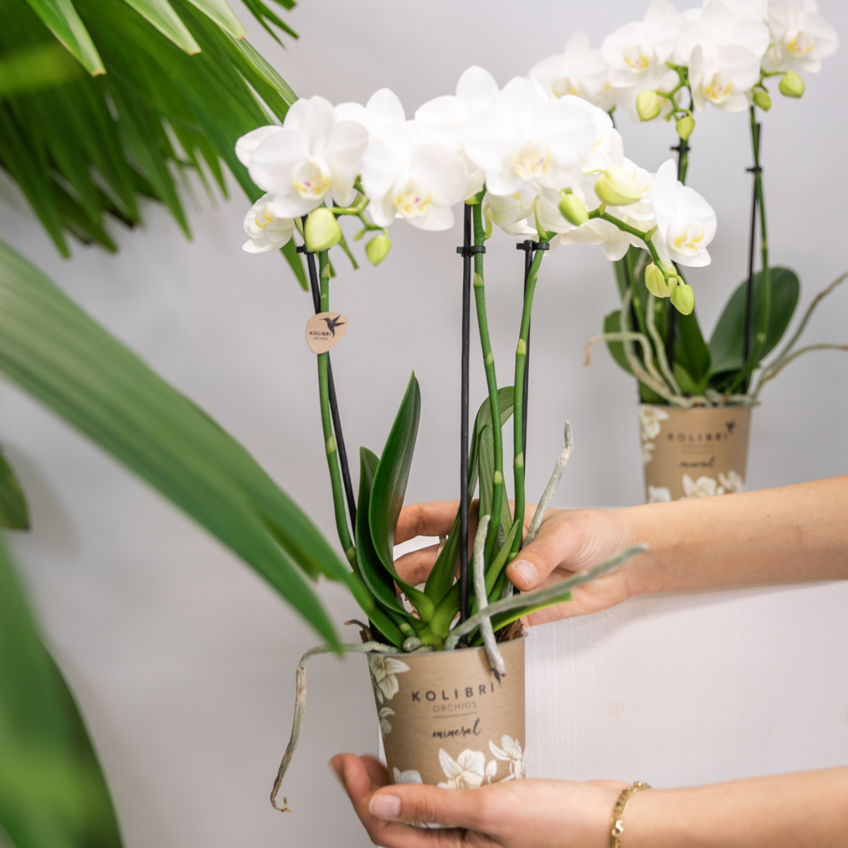 Elegante witte Phalaenopsis orchideeën – Set van 2 bloeiende kamerplanten, Ø9 cm x ±35 cm