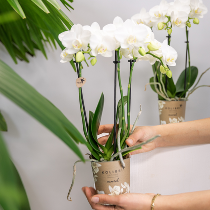 Elegante witte Phalaenopsis orchideeën – Set van 2 bloeiende kamerplanten, Ø9 cm x ±35 cm