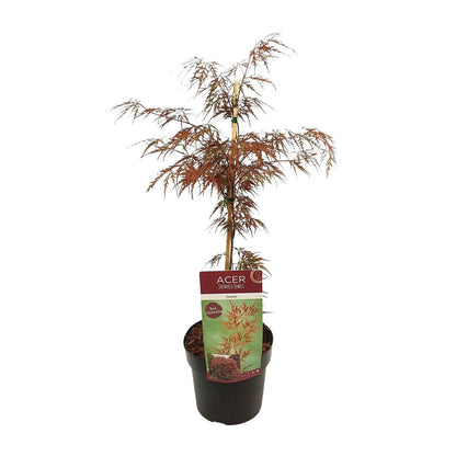 Crimson Red & Orange Maple Tree
